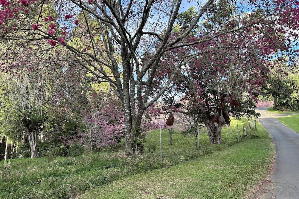Photo of Outdoor in Honokaa