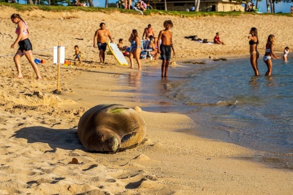 Photo of Others in Ko Olina