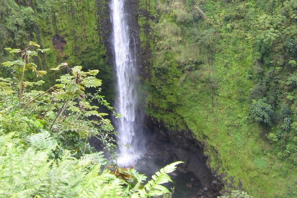 Photo of Others in Fern Forest
