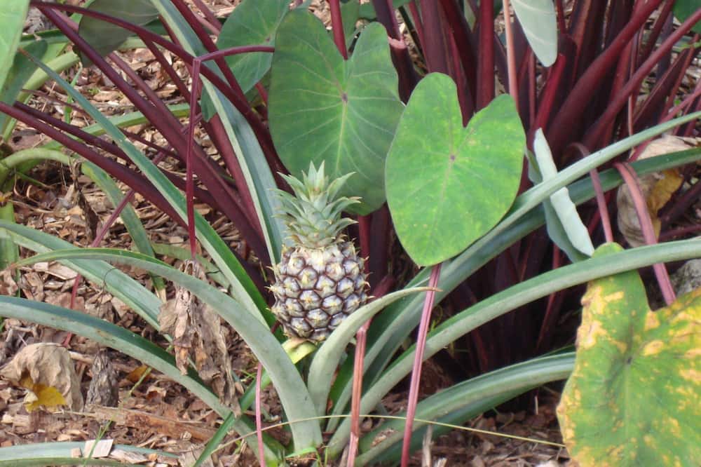Photo of Outdoor in Fern Forest