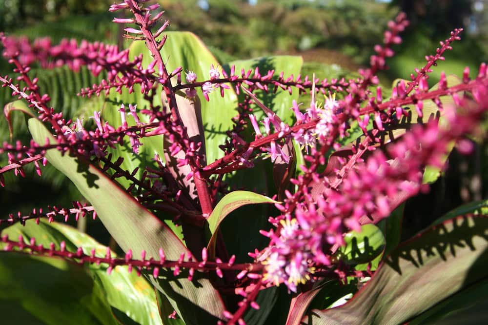 Photo of Outdoor in Fern Forest