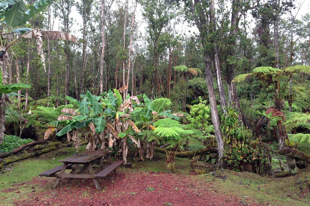 Photo of Outdoor in Fern Forest