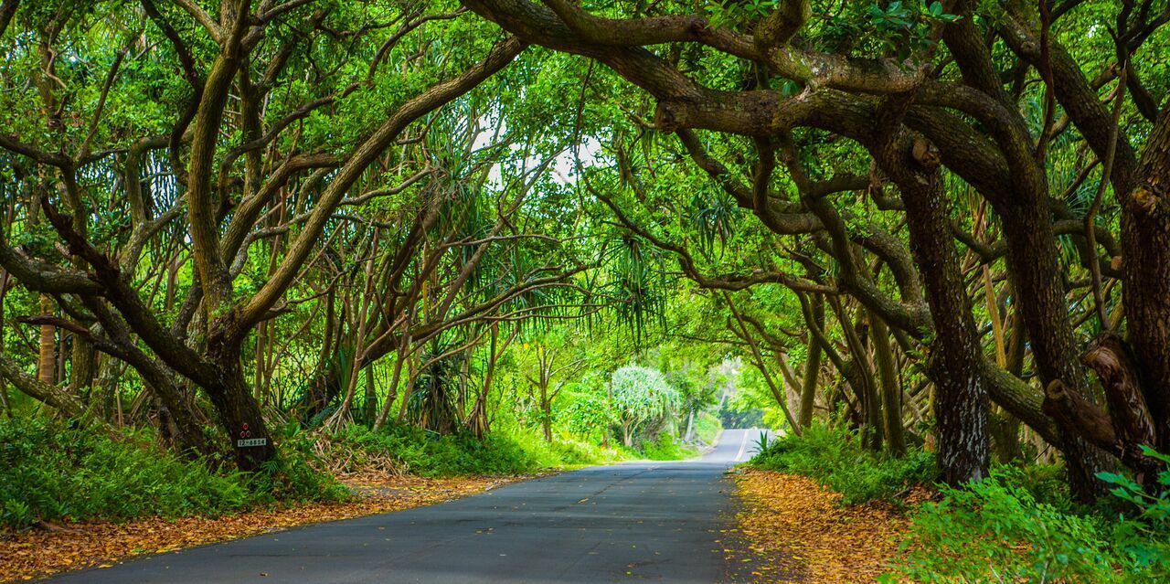 Photo of Outdoor in Kapoho