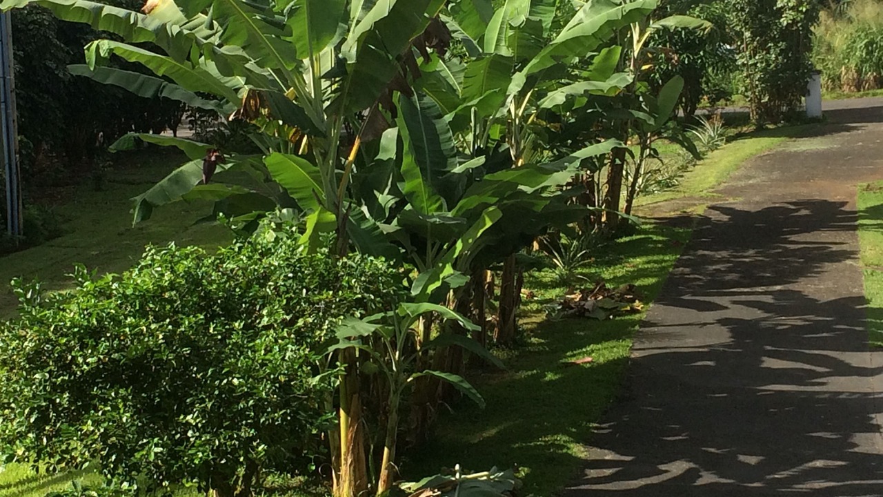 Photo of Outdoor in Hilo