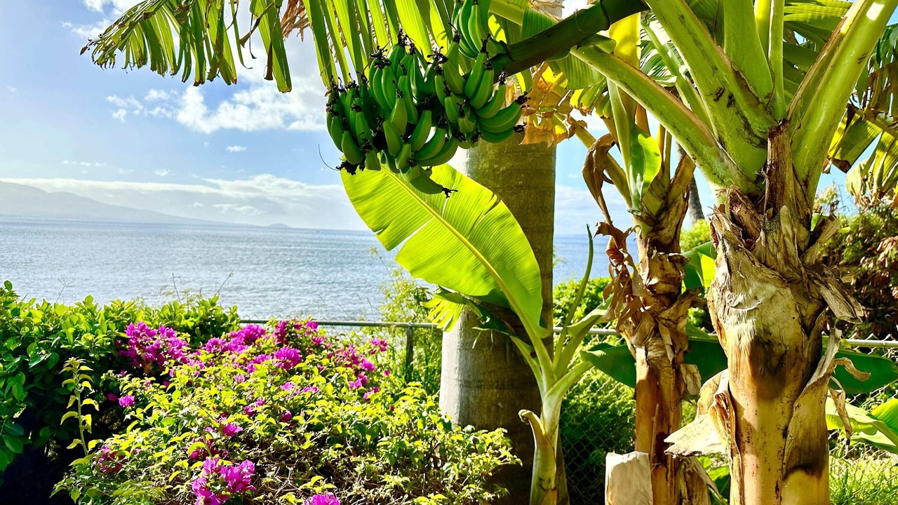 Photo of Outdoor in Maalaea