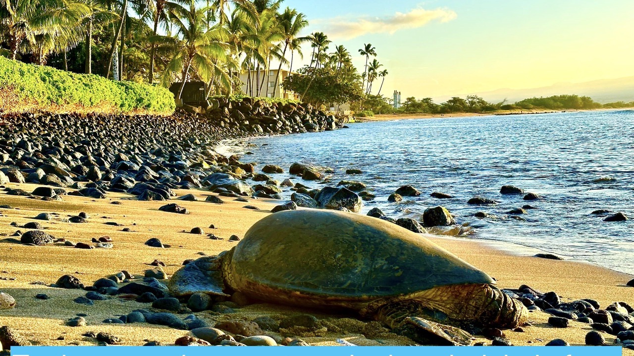 Photo of Others in Maalaea