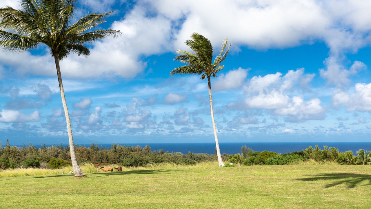 Photo of Others in Kapaau