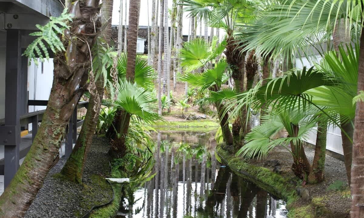 Photo of Outdoor in Hilo