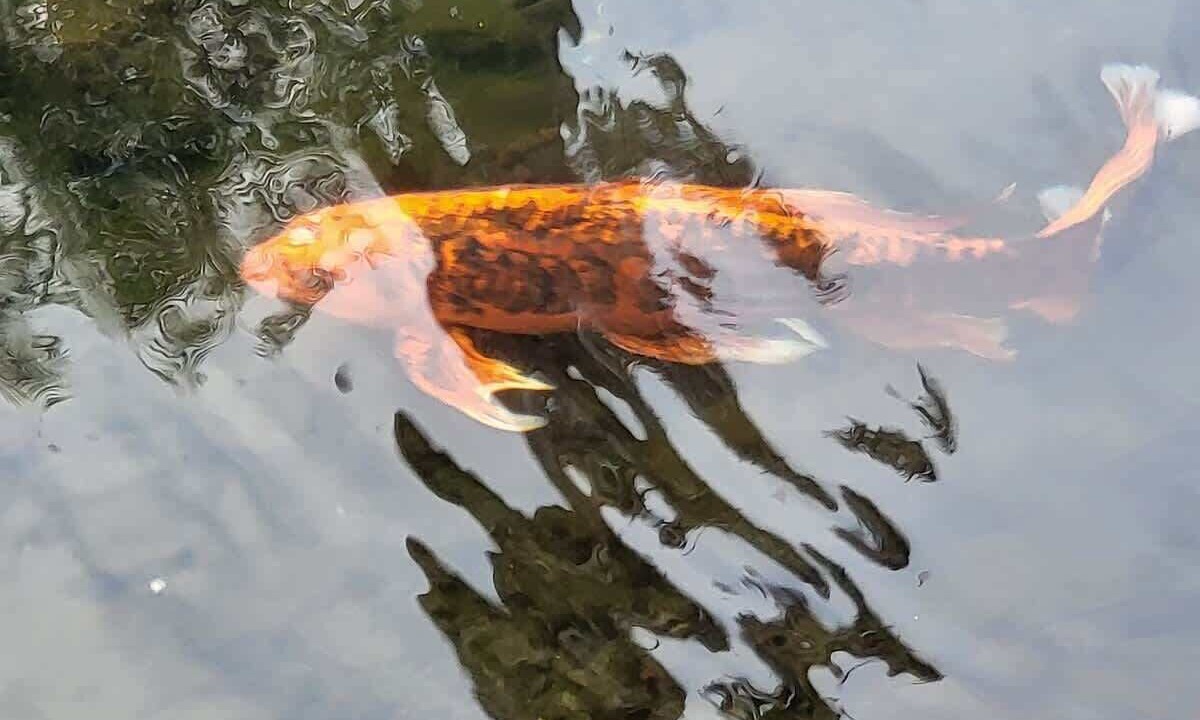 Photo of Others in Hilo