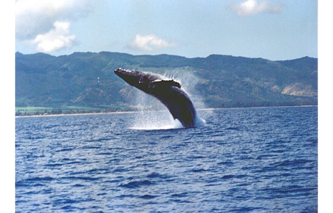 Photo of Others in Waialua