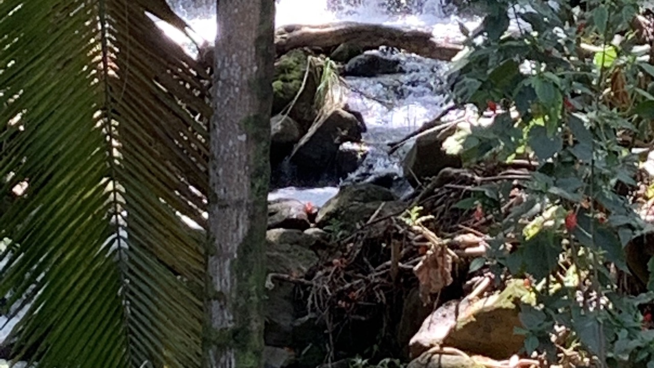 Photo of Outdoor in Honomu