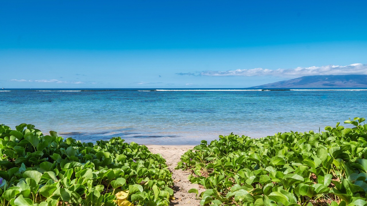 Photo of Others in Historic Lahaina Front Street