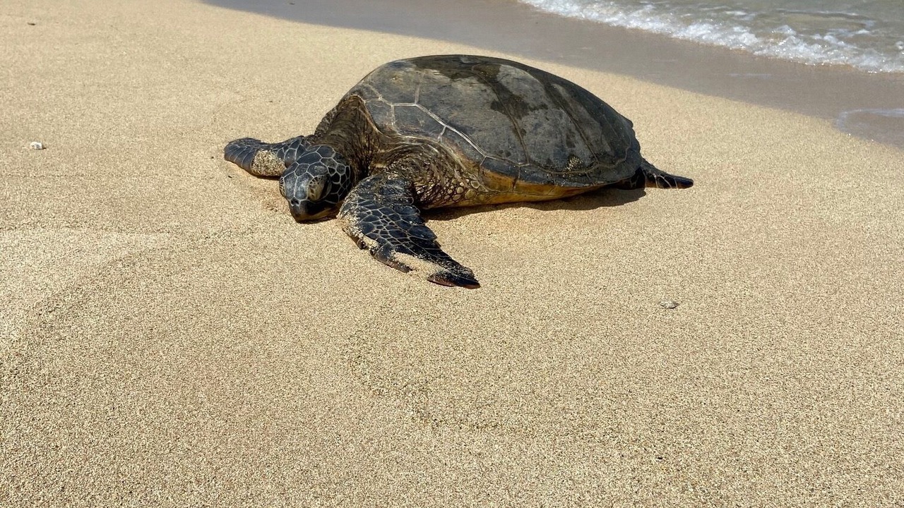 Photo of Others in Hawaii Kai