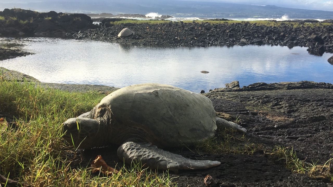 Photo of Others in Keaukaha