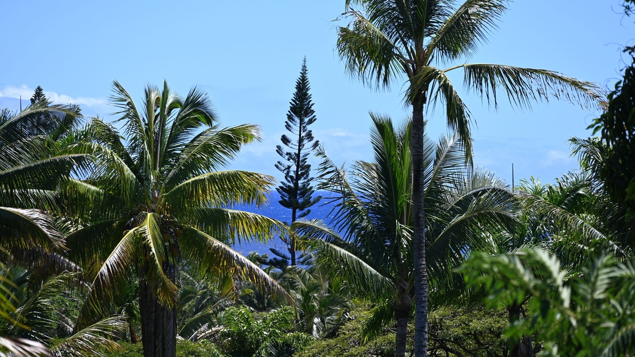 Photo of Outdoor in Kapoho