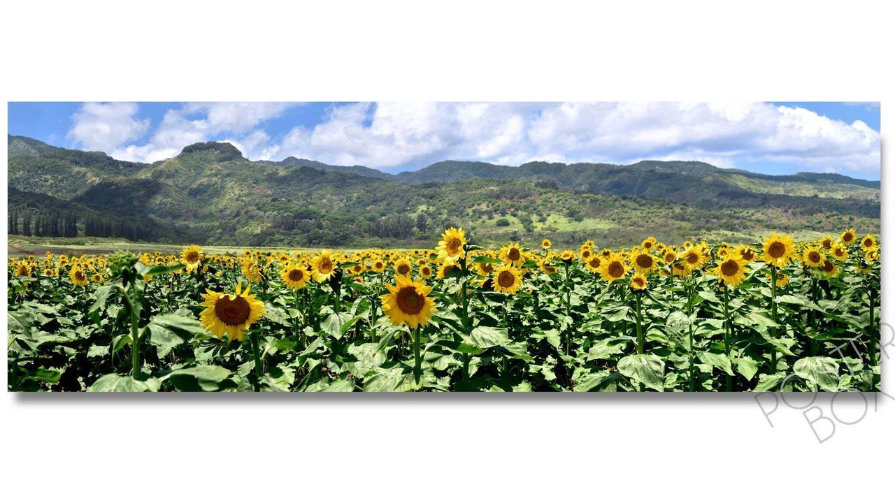 Photo of Others in Mokuleia