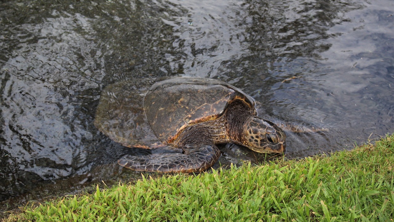 Photo of Others in Hilo