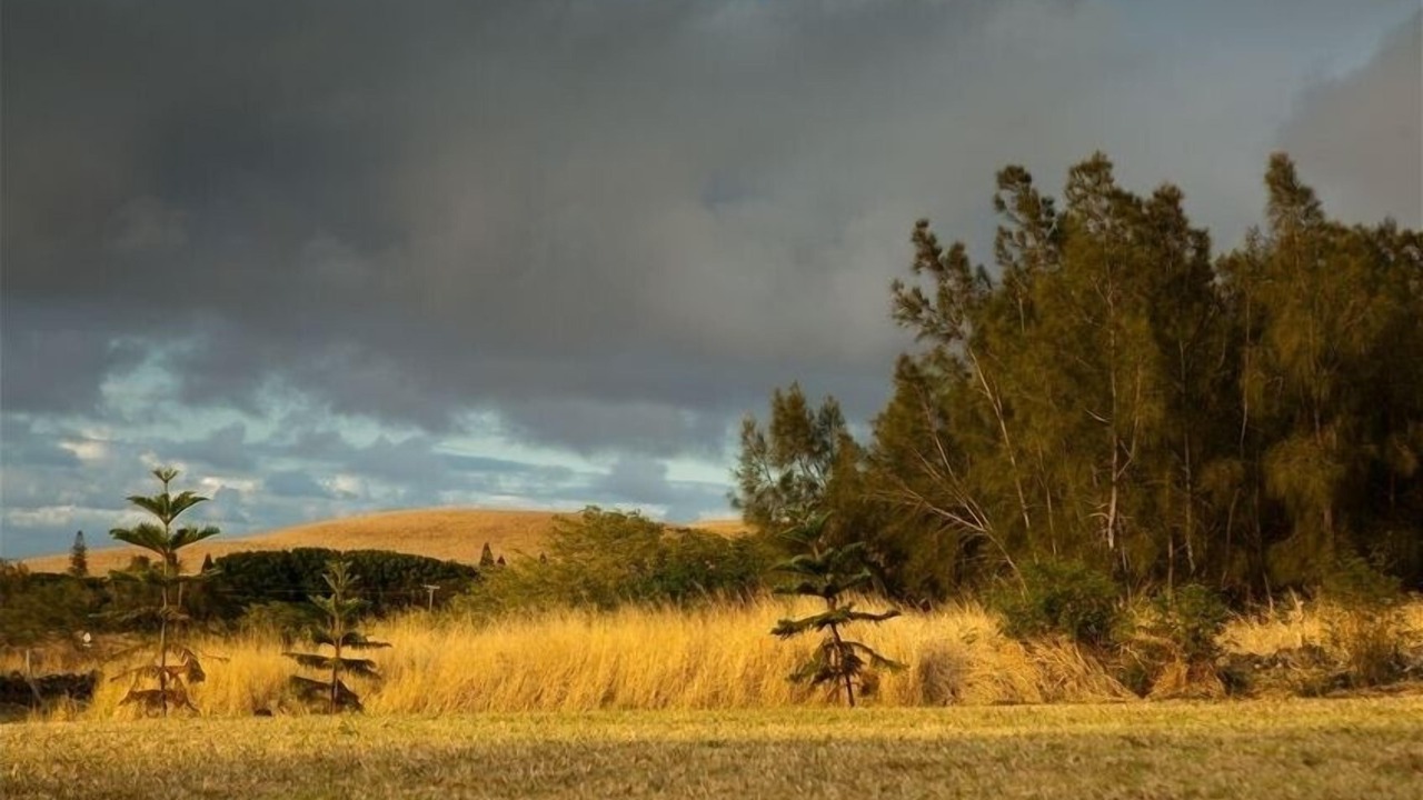 Photo of Others in Hawi