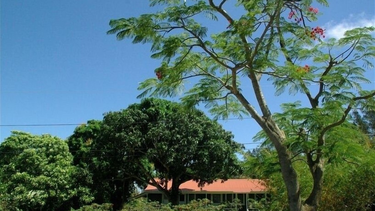 Photo of Others in Hawi