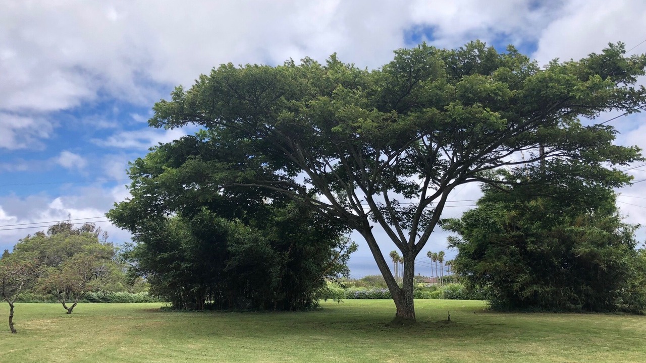 Photo of Others in Hawi