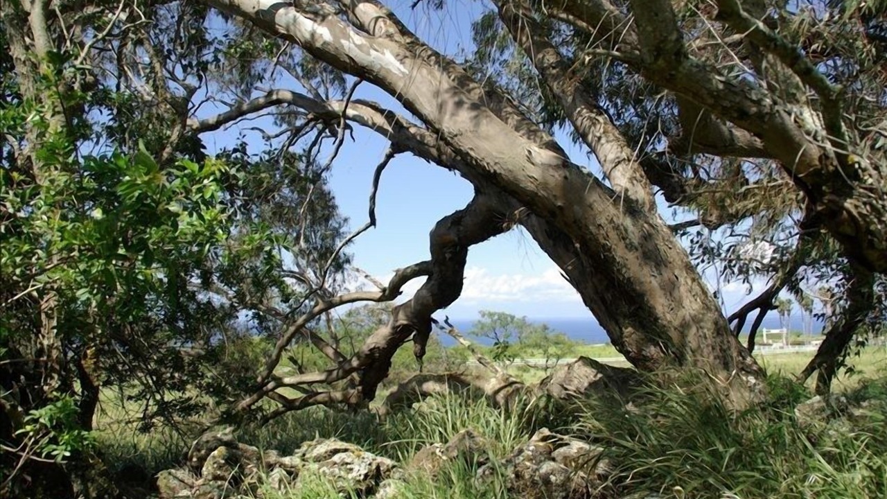 Photo of Others in Hawi