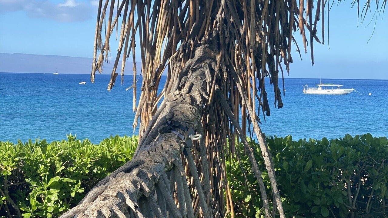 Photo of Others in Kaanapali