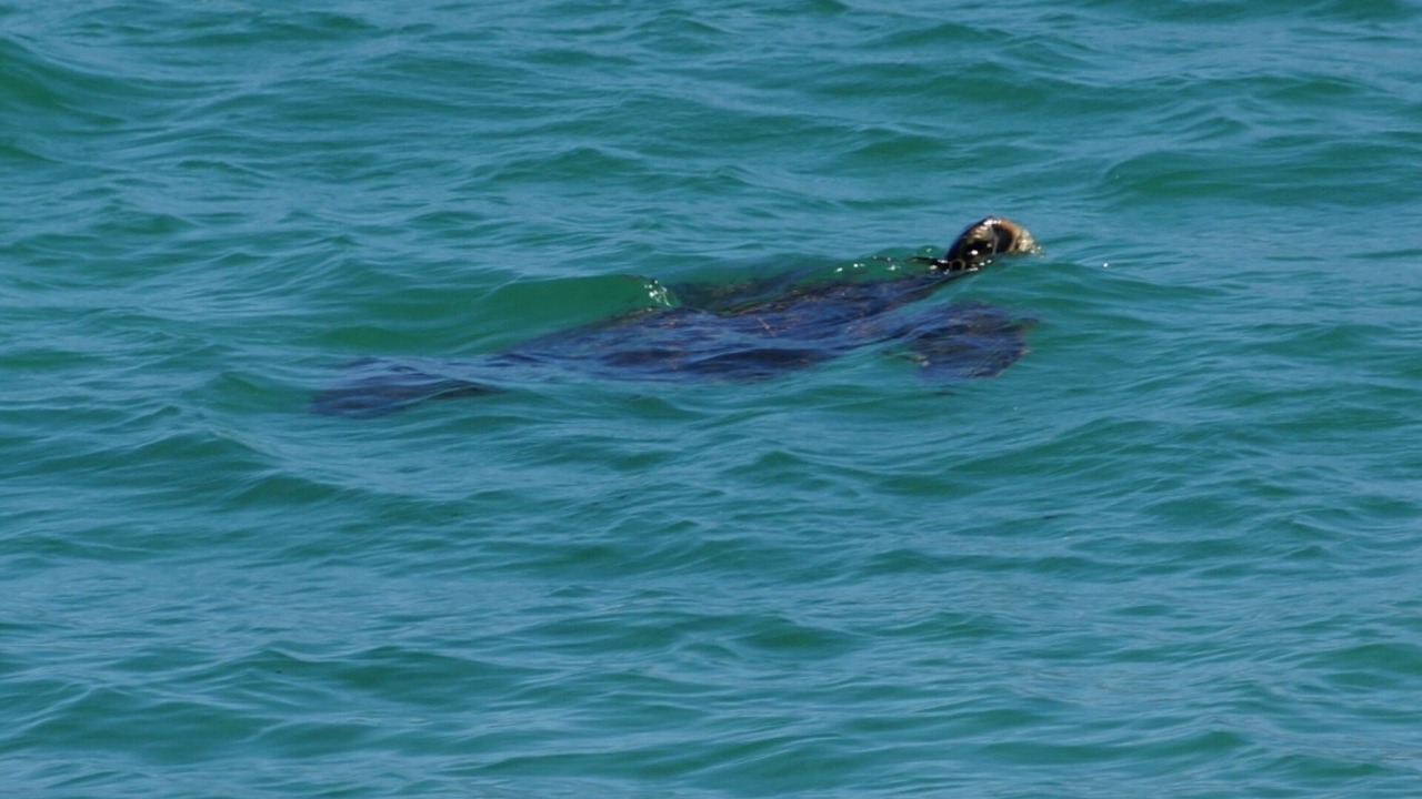 Photo of Others in Kahana