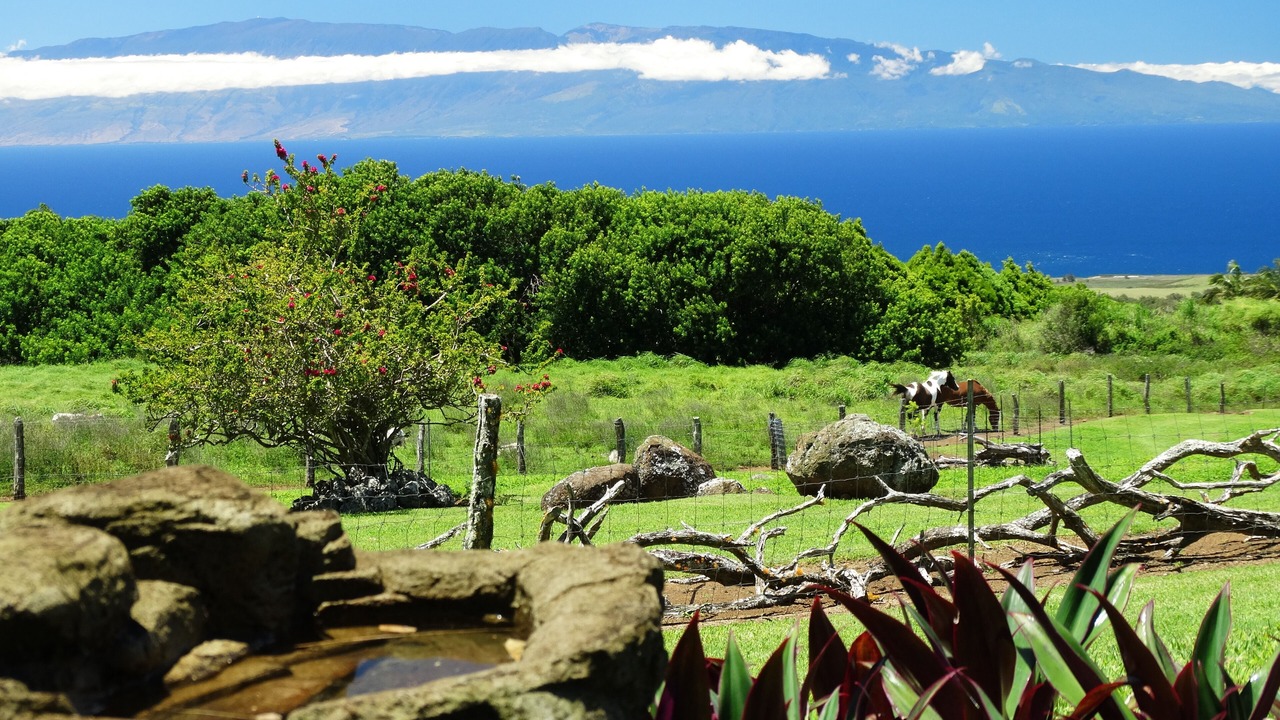 Photo of Others in Hawi