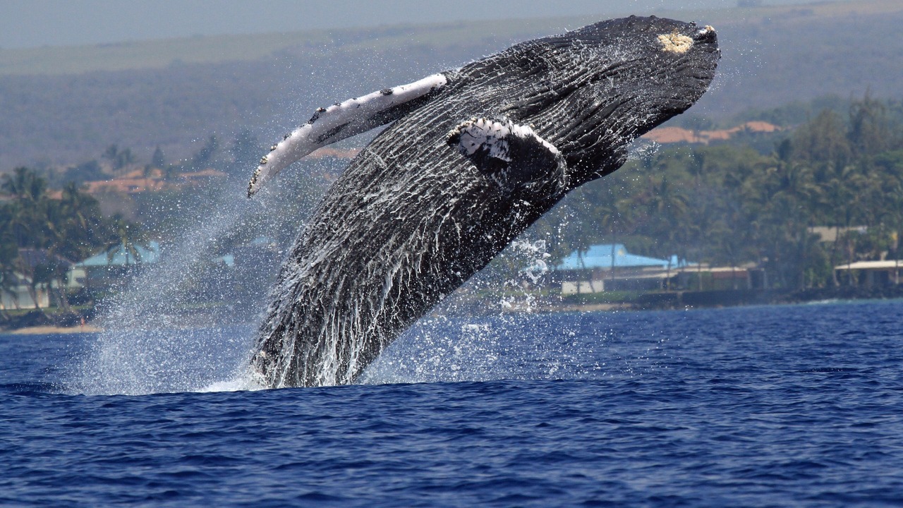 Photo of Others in Kahana