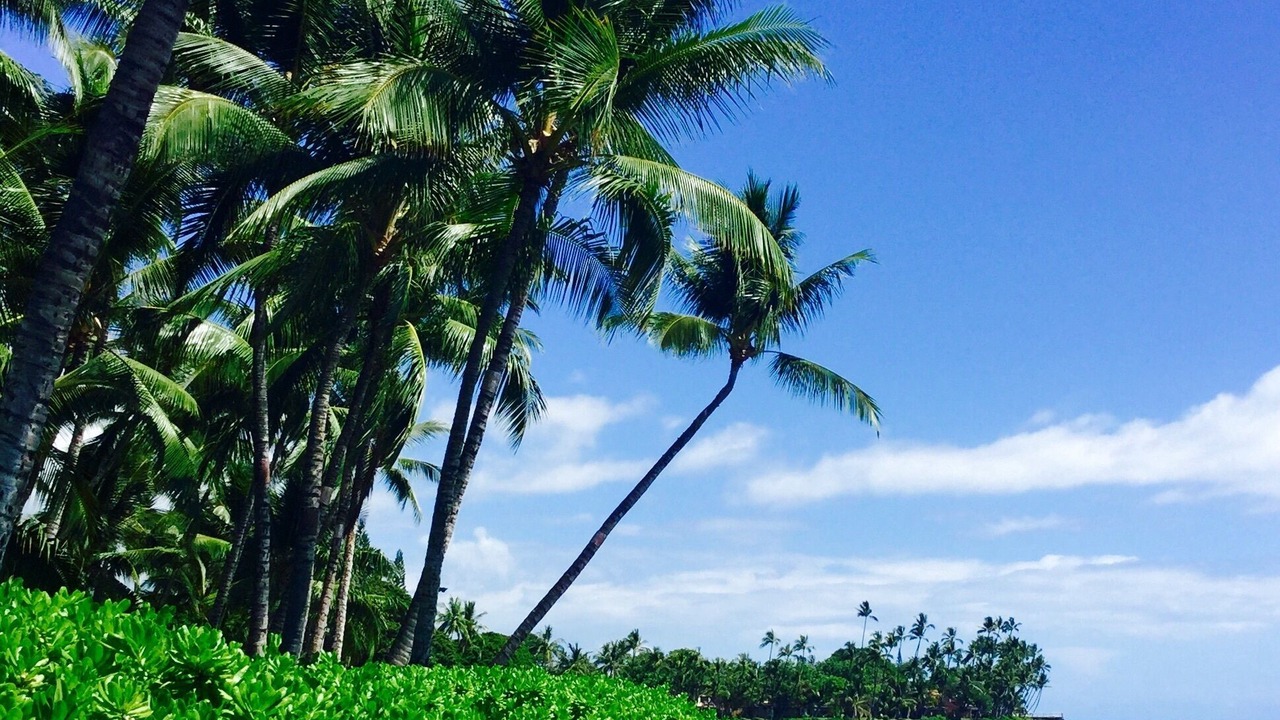 Photo of Others in Historic Lahaina Front Street