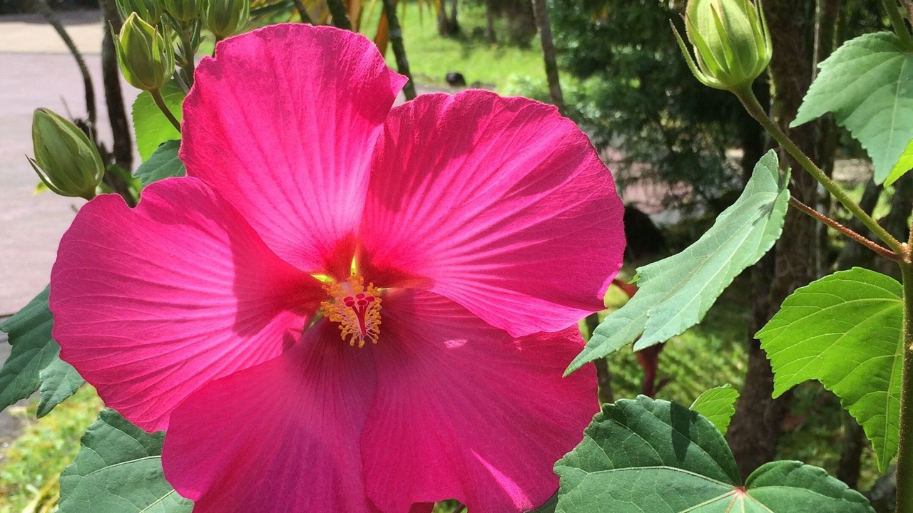 Photo of Outdoor in Hakalau