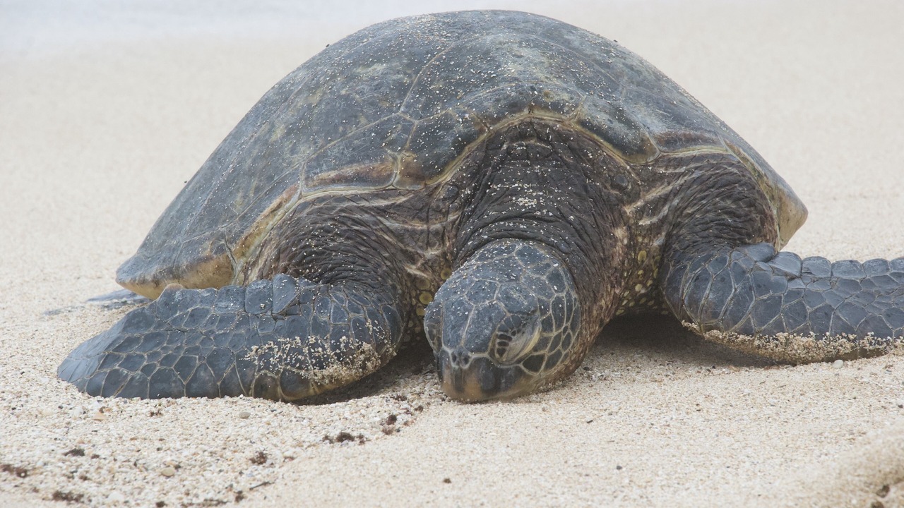Photo of Others in Hauula