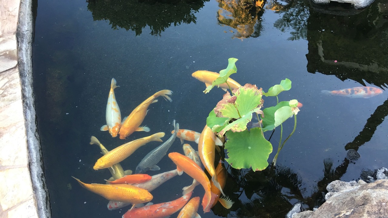 Photo of Others in Ko Olina