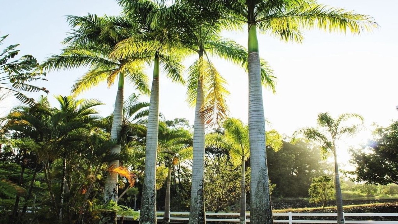 Photo of Outdoor in Hilo