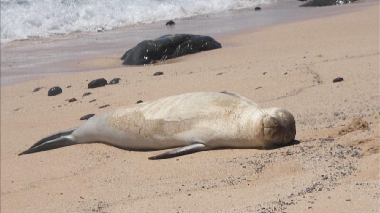 Photo of Others in Maunaloa