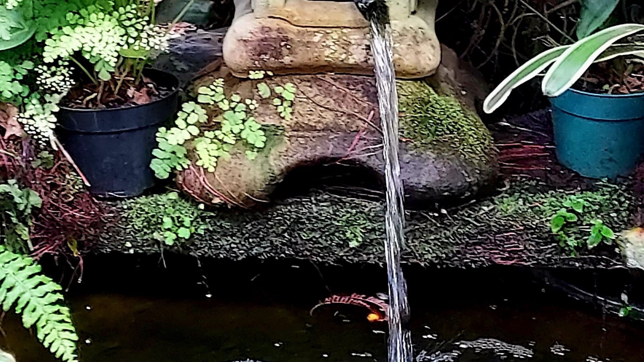 Photo of Outdoor in Hilo