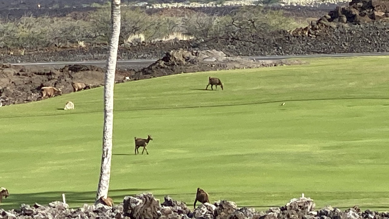 Photo of Others in Kamuela