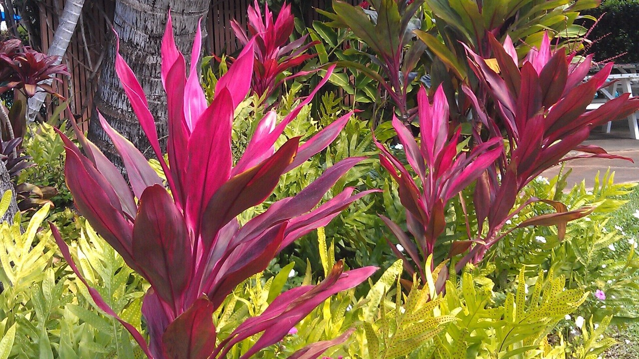 Photo of Others in Kihei