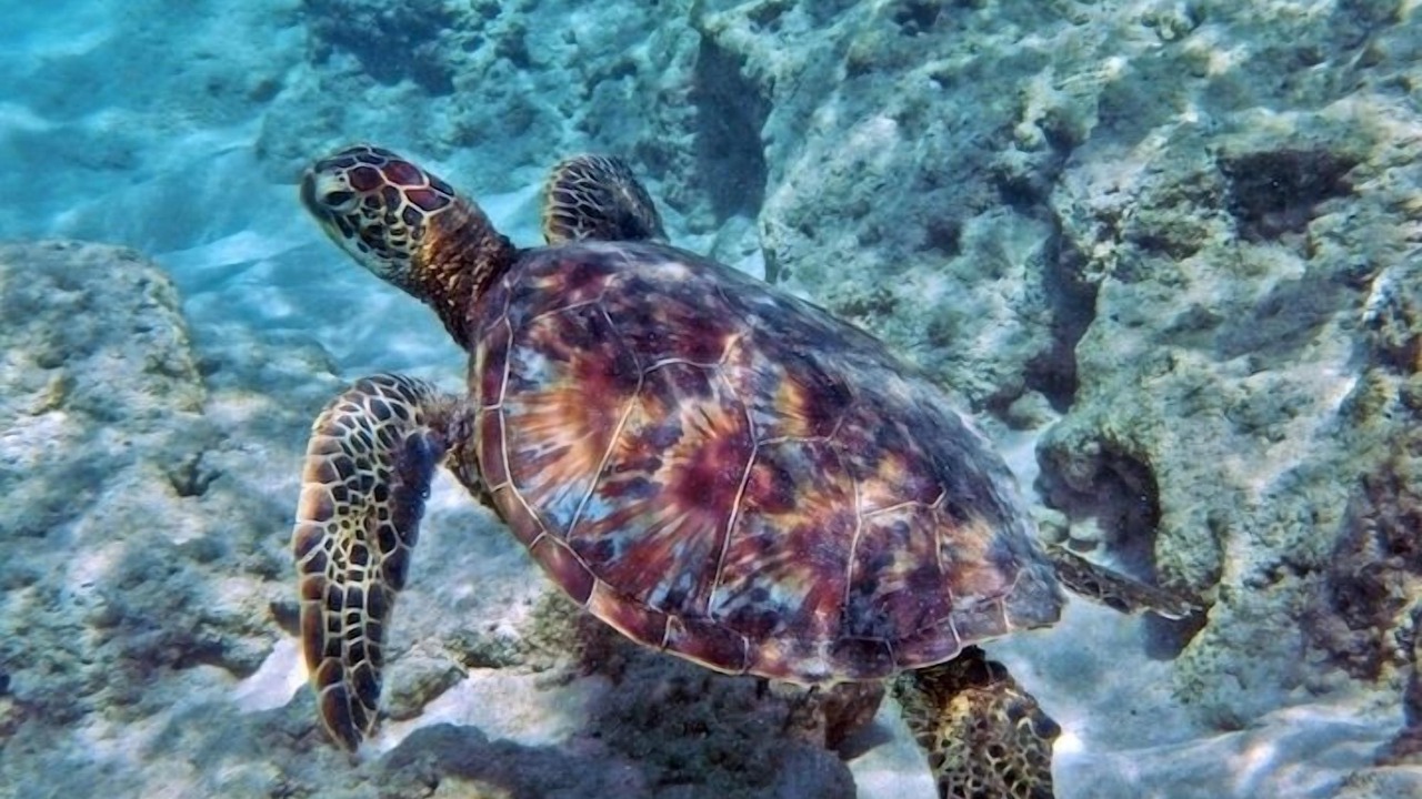 Photo of Others in Kahana