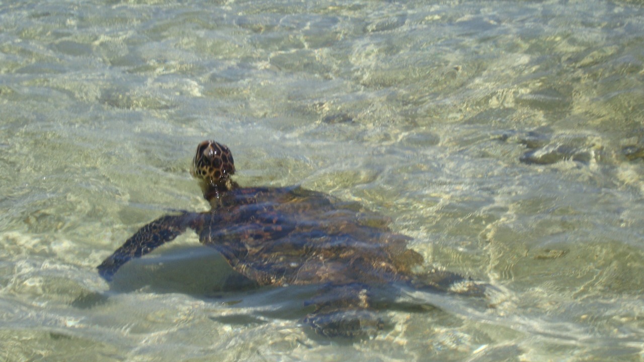 Photo of Others in Mokuleia