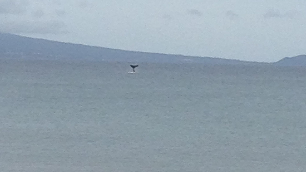 Photo of Others in Maalaea