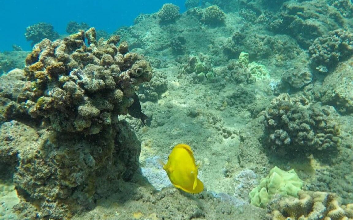 Photo of Others in Maalaea