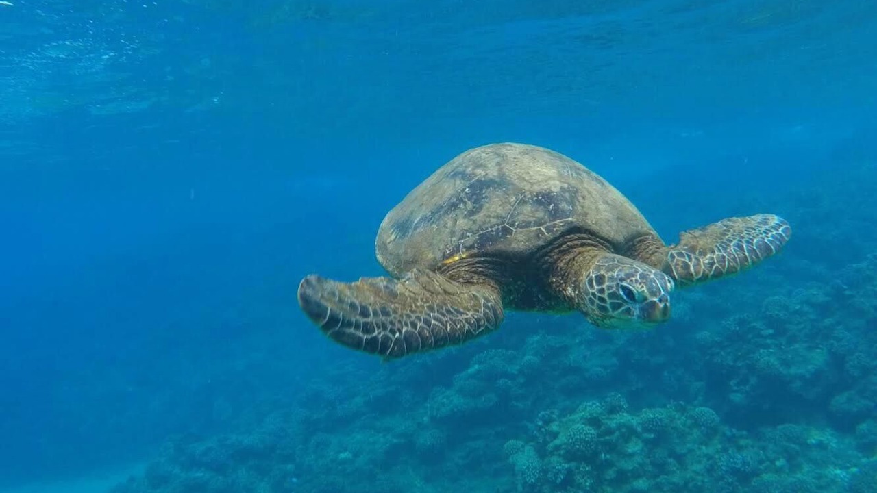 Photo of Others in Maalaea