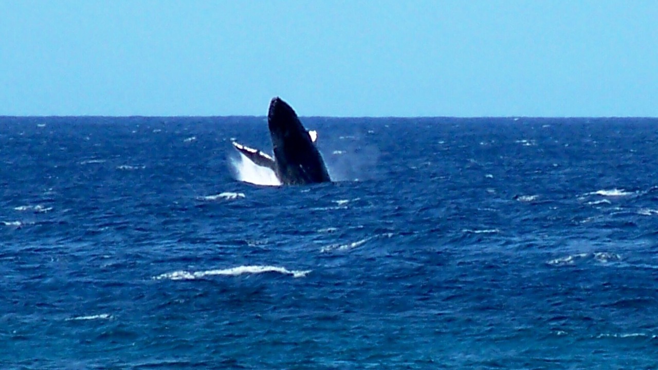 Photo of Others in Makaha