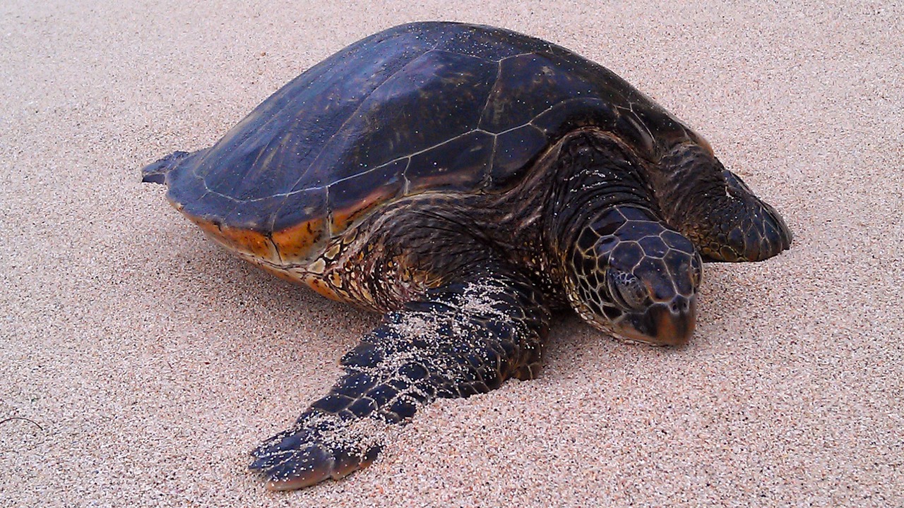 Photo of Others in Makaha
