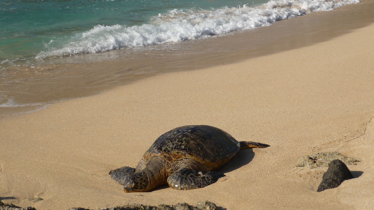 Photo of Others in Makaha