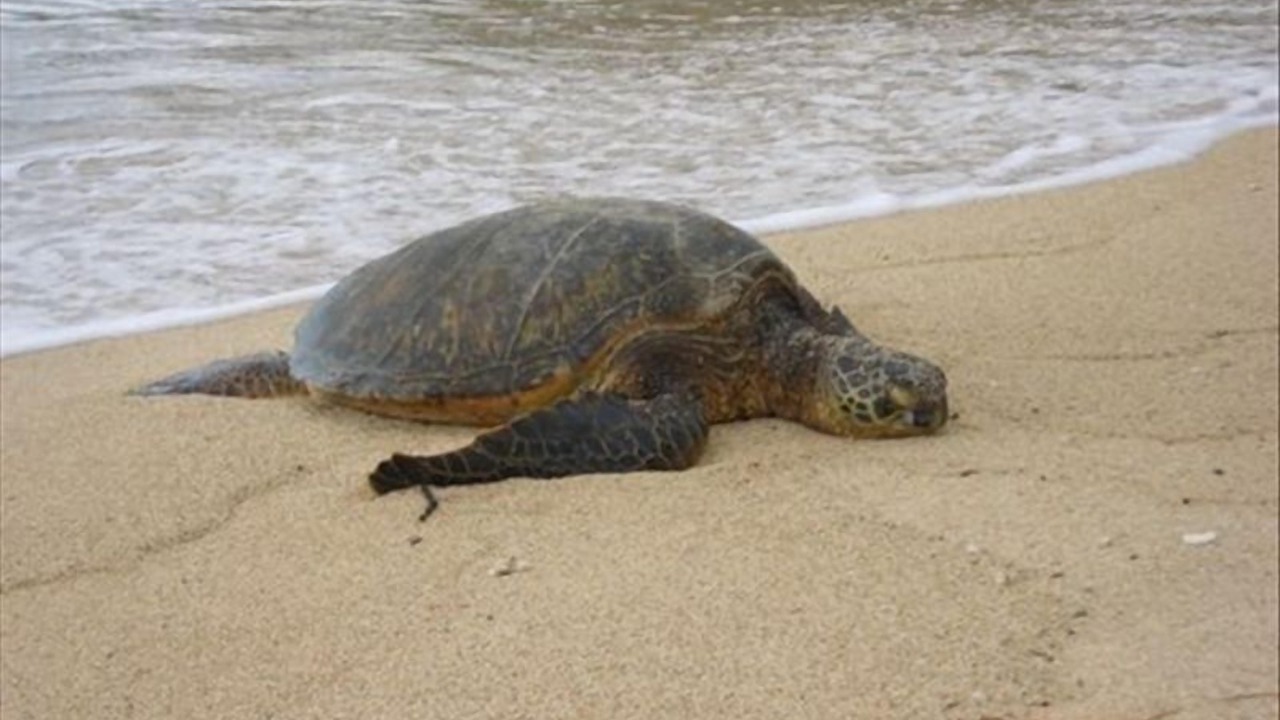 Photo of Others in Makaha
