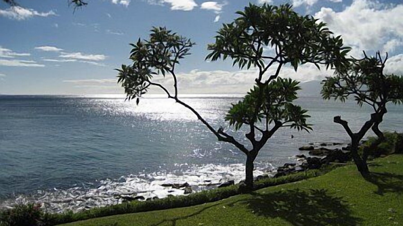 Photo of Others in Kahana
