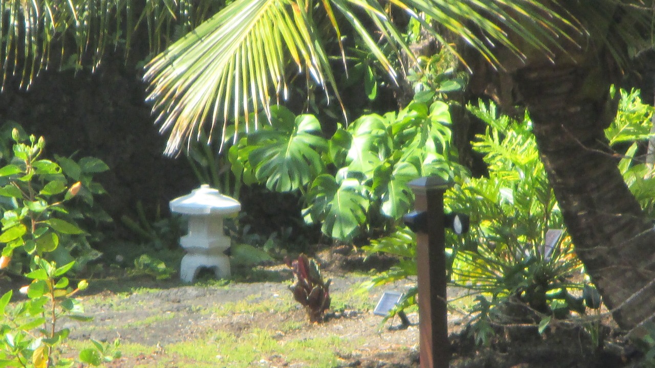 Photo of Outdoor in Keaau