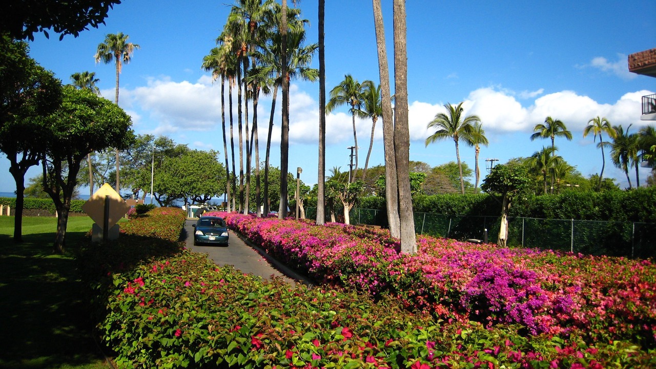 Photo of Others in Kihei